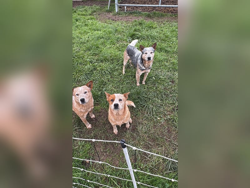 Australian Cattle Dog 