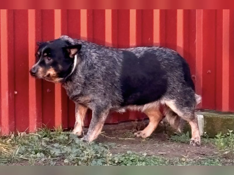 Antonia, geboren 17.01.2021, 40cm sucht ihre Menschen