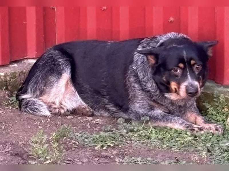 Antonia, geboren 17.01.2021, 40cm sucht ihre Menschen