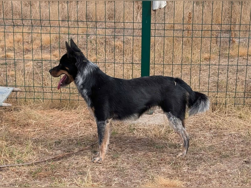 Sziren, geboren 01.06.2024, 41cm sucht ihr Abenteuer