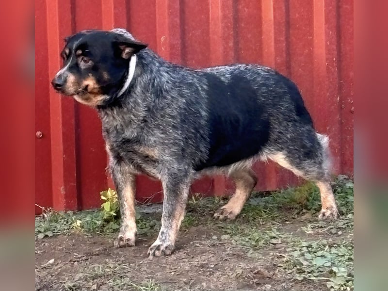 Antonia, geboren 17.01.2021, 40cm sucht ihre Menschen