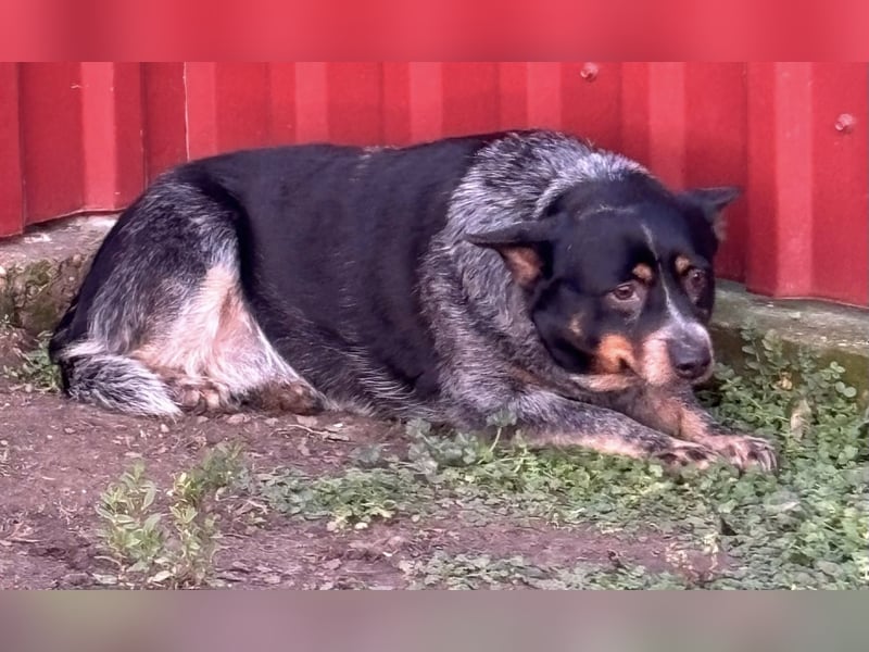 Antonia, geboren 17.01.2021, 40cm sucht ihre Menschen