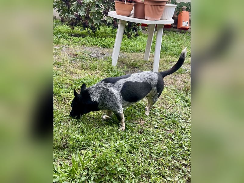 Ausgeglichene cattle dog ähnl. Hundedame, 4J., kastriert, konderlieb