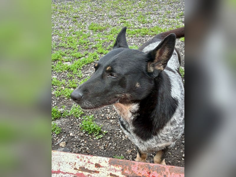Ausgeglichene cattle dog ähnl. Hundedame, 4J., kastriert, konderlieb