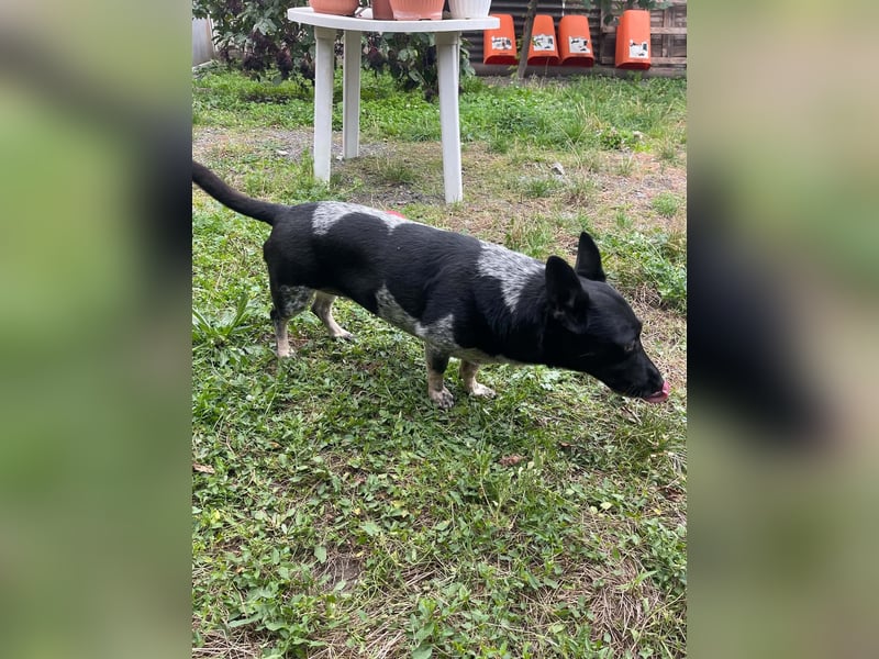 Ausgeglichene cattle dog ähnl. Hundedame, 4J., kastriert, konderlieb