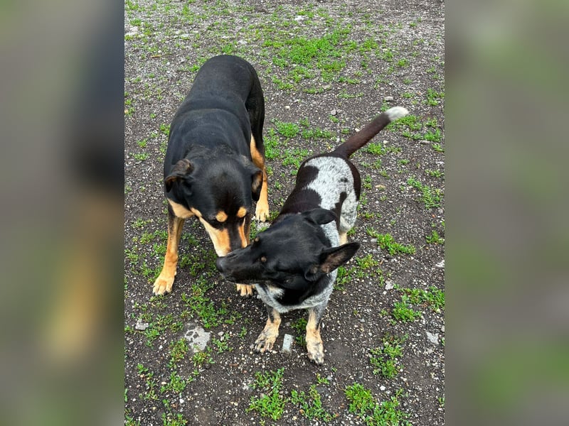 Ausgeglichene cattle dog ähnl. Hundedame, 4J., kastriert, konderlieb