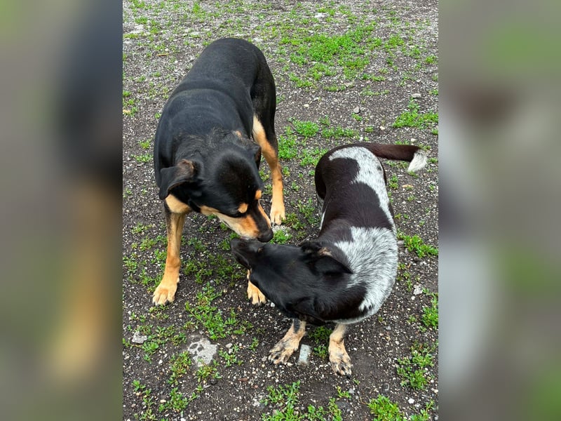 Ausgeglichene cattle dog ähnl. Hundedame, 4J., kastriert, konderlieb