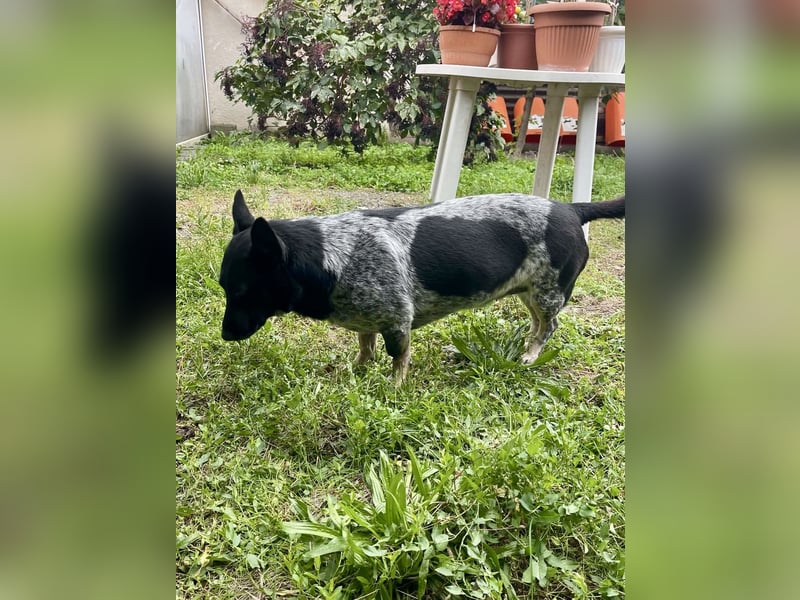 Ausgeglichene cattle dog ähnl. Hundedame, 4J., kastriert, konderlieb