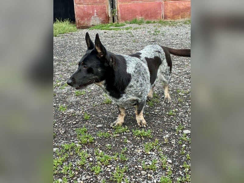 Ausgeglichene cattle dog ähnl. Hundedame, 4J., kastriert, konderlieb