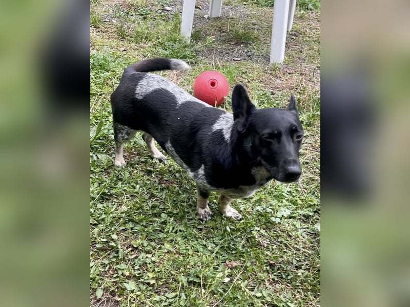 Ausgeglichene cattle dog ähnl. Hundedame, 4J., kastriert, konderlieb