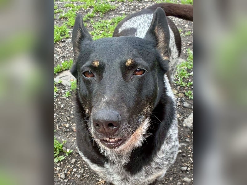Ausgeglichene cattle dog ähnl. Hundedame, 4J., kastriert, konderlieb