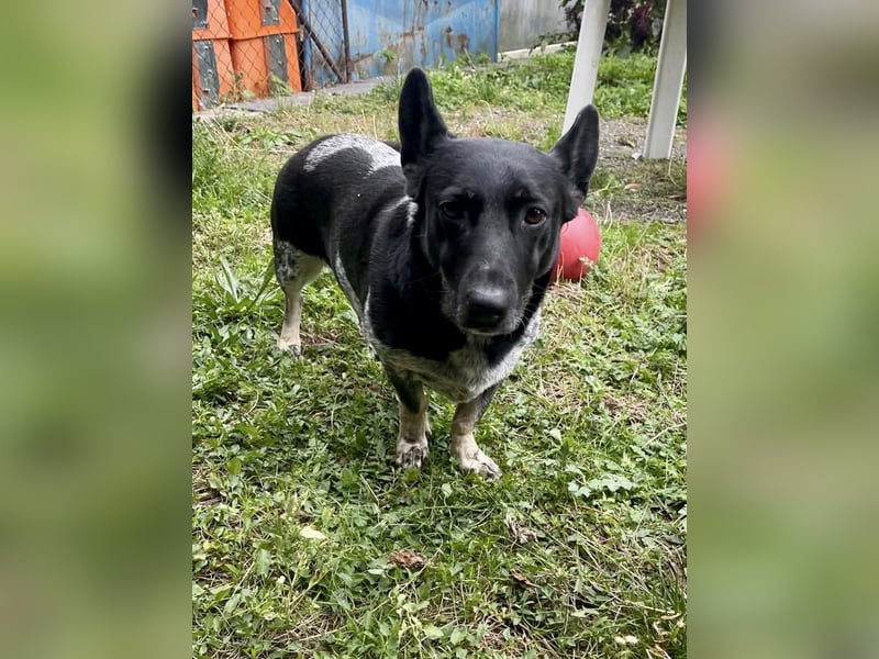 Ausgeglichene cattle dog ähnl. Hundedame, 4J., kastriert, konderlieb