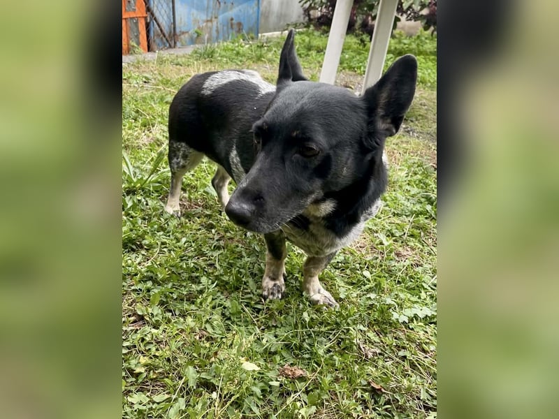 Ausgeglichene cattle dog ähnl. Hundedame, 4J., kastriert, konderlieb