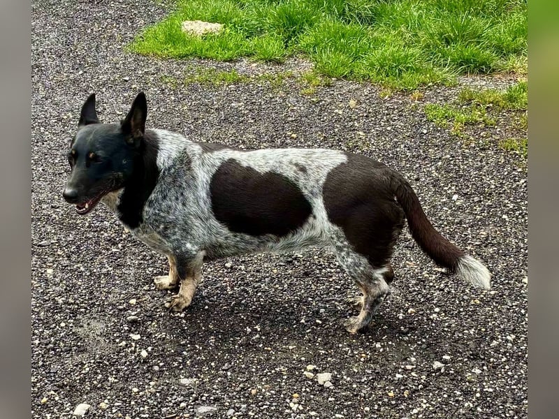 Ausgeglichene cattle dog ähnl. Hundedame, 4J., kastriert, konderlieb