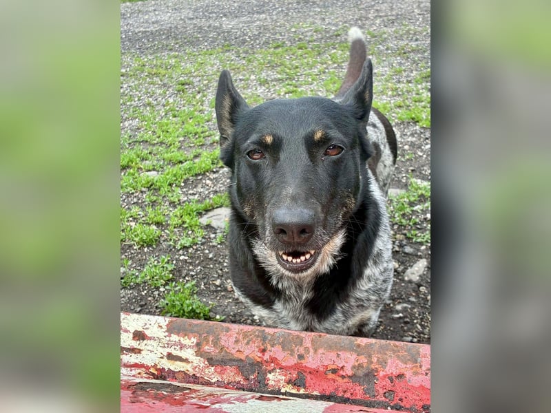Ausgeglichene cattle dog ähnl. Hundedame, 4J., kastriert, konderlieb