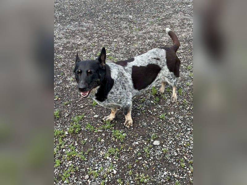 Ausgeglichene cattle dog ähnl. Hundedame, 4J., kastriert, konderlieb