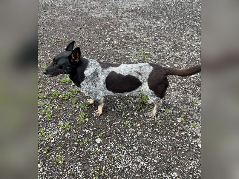 Ausgeglichene cattle dog ähnl. Hundedame, 4J., kastriert, konderlieb