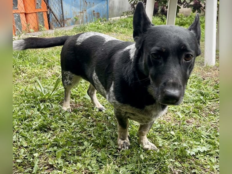 Ausgeglichene cattle dog ähnl. Hundedame, 4J., kastriert, konderlieb