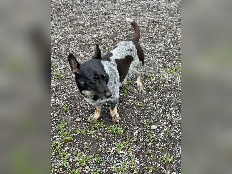 Ausgeglichene cattle dog ähnl. Hundedame, 4J., kastriert, konderlieb