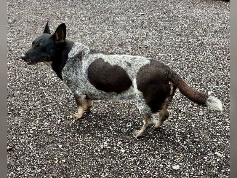 Ausgeglichene cattle dog ähnl. Hundedame, 4J., kastriert, konderlieb