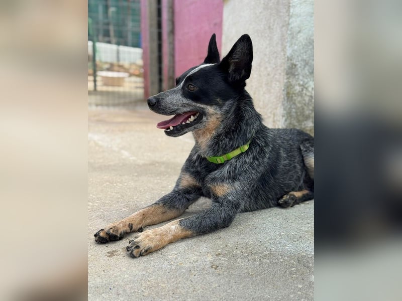 BINGO-Scheidungsbub ist gestresst im Tierheim und sucht dringend liebevolles "Für-immer-Zuhause"