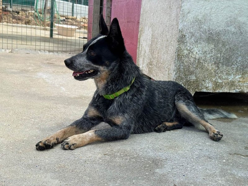 BINGO-Scheidungsbub ist gestresst im Tierheim und sucht dringend liebevolles "Für-immer-Zuhause"