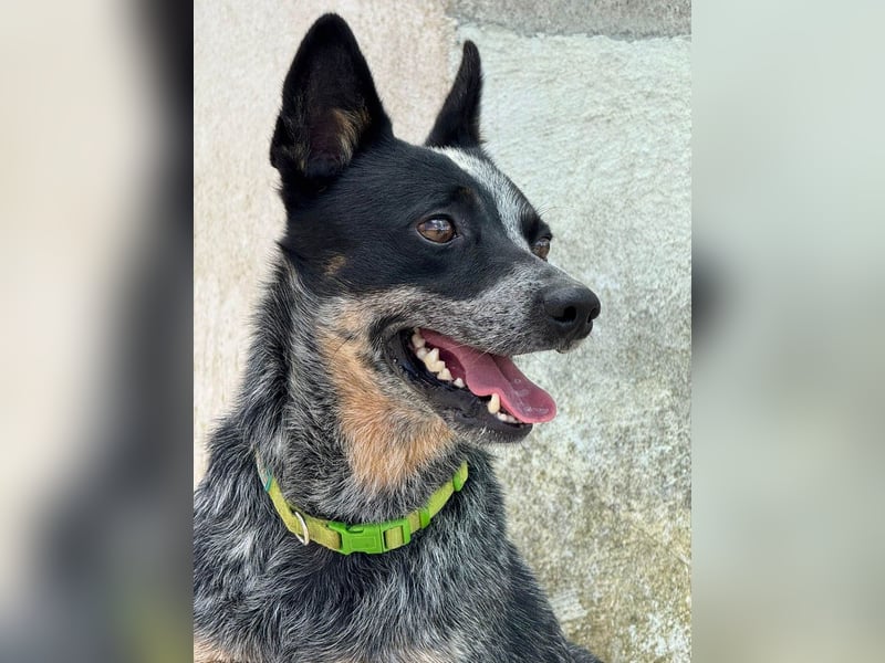 BINGO-Scheidungsbub ist gestresst im Tierheim und sucht dringend liebevolles "Für-immer-Zuhause"