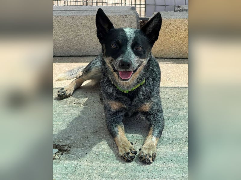 BINGO-Scheidungsbub ist gestresst im Tierheim und sucht dringend liebevolles "Für-immer-Zuhause"