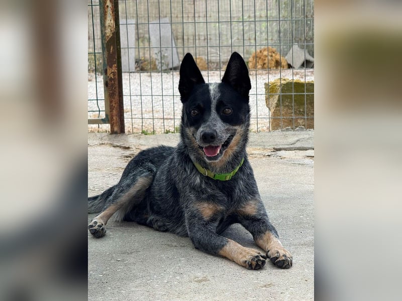 BINGO-Scheidungsbub ist gestresst im Tierheim und sucht dringend liebevolles "Für-immer-Zuhause"