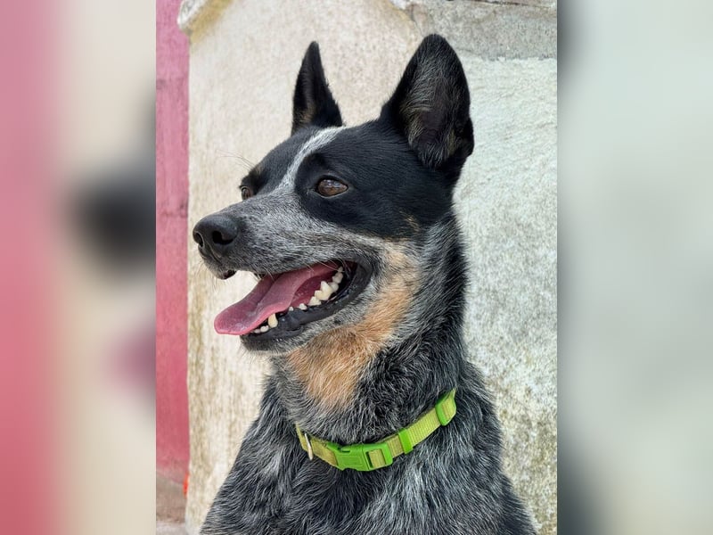 BINGO-Scheidungsbub ist gestresst im Tierheim und sucht dringend liebevolles "Für-immer-Zuhause"