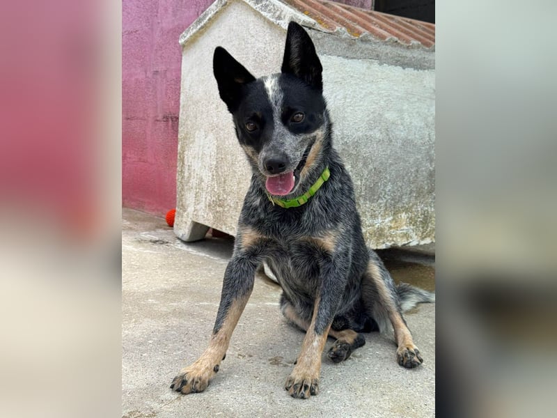 BINGO-Scheidungsbub ist gestresst im Tierheim und sucht dringend liebevolles "Für-immer-Zuhause"