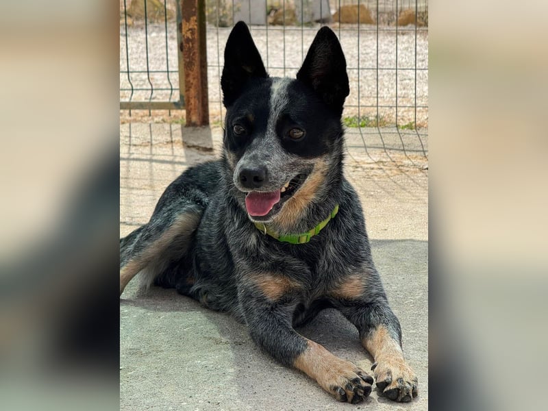 BINGO-Scheidungsbub ist gestresst im Tierheim und sucht dringend liebevolles "Für-immer-Zuhause"