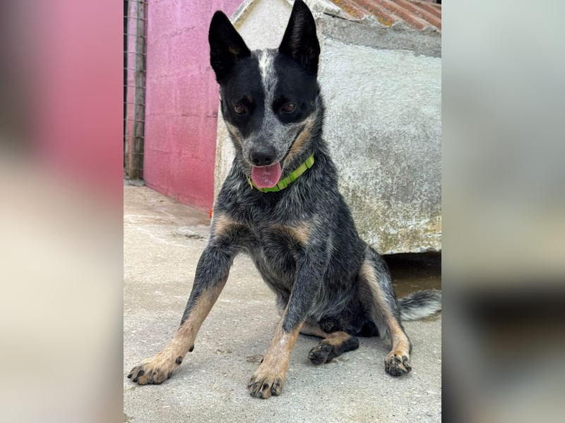 BINGO-Scheidungsbub ist gestresst im Tierheim und sucht dringend liebevolles "Für-immer-Zuhause"