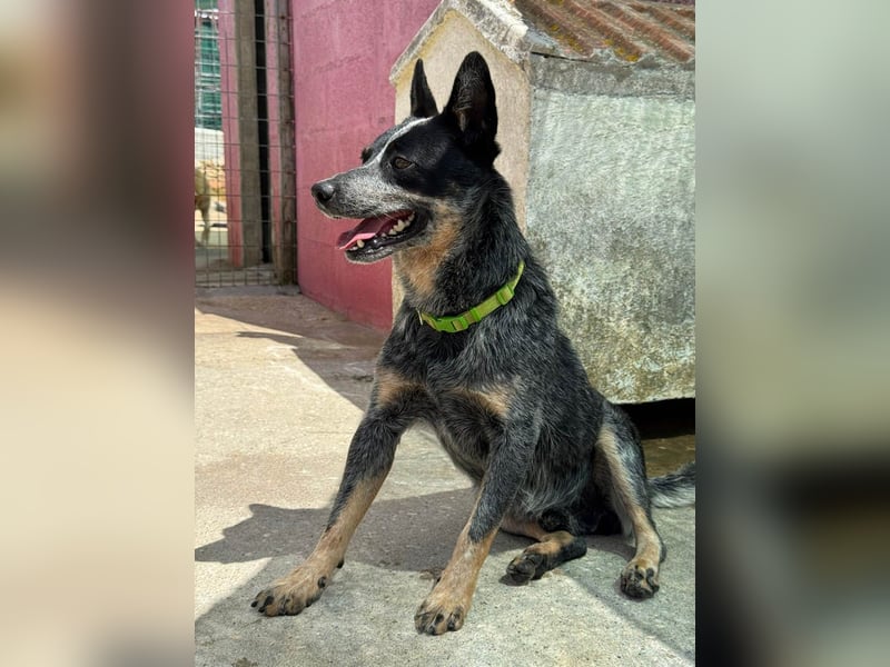 BINGO-Scheidungsbub ist gestresst im Tierheim und sucht dringend liebevolles "Für-immer-Zuhause"