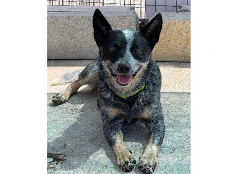 BINGO-Scheidungsbub ist gestresst im Tierheim und sucht dringend liebevolles "Für-immer-Zuhause"