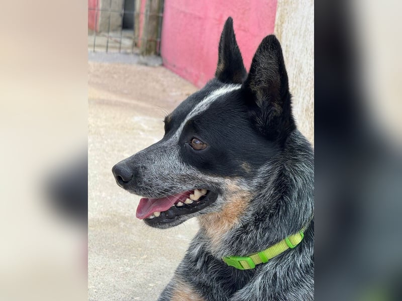 BINGO-Scheidungsbub ist gestresst im Tierheim und sucht dringend liebevolles "Für-immer-Zuhause"