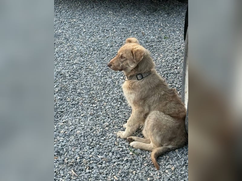 Milo, junger Mischlingsrüde