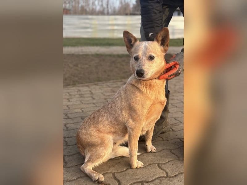 Kelly, geboren 16.05.2023, 48cm sucht ihr Körbchen