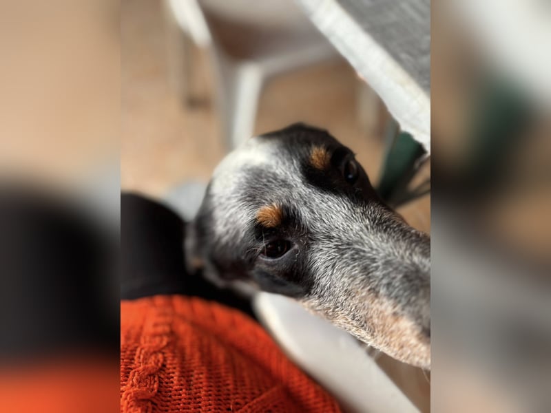 Anton, geboren 22.01.2022, 50cm sucht seine Menschen