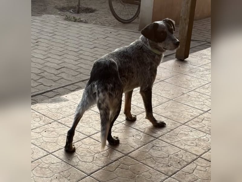 Anton, geboren 22.01.2022, 50cm sucht seine Menschen