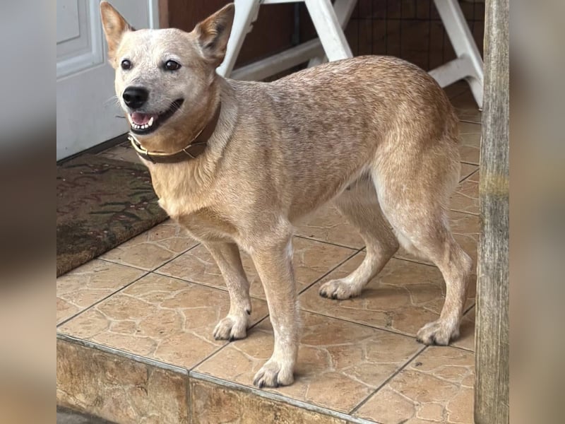 Kelly, geboren 16.05.2023, 48cm sucht ihr Körbchen