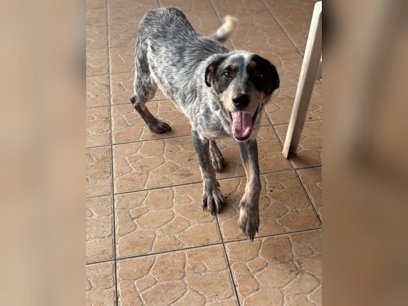 Anton, geboren 22.01.2022, 50cm sucht seine Menschen