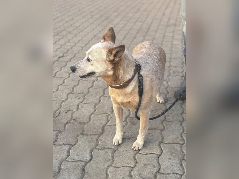 Kelly, geboren 16.05.2023, 48cm sucht ihr Körbchen