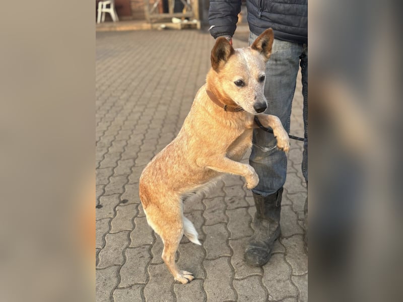 Kelly, geboren 16.05.2023, 48cm sucht ihr Körbchen