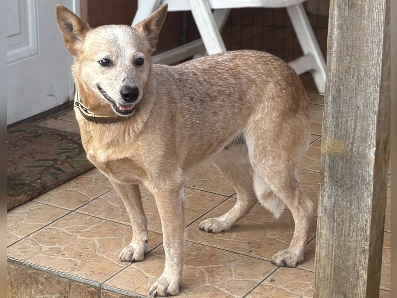 Kelly, geboren 16.05.2023, 48cm sucht ihr Körbchen