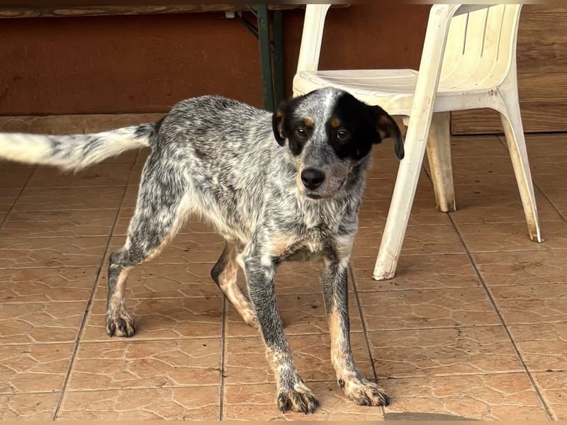 Anton, geboren 22.01.2022, 50cm sucht seine Menschen