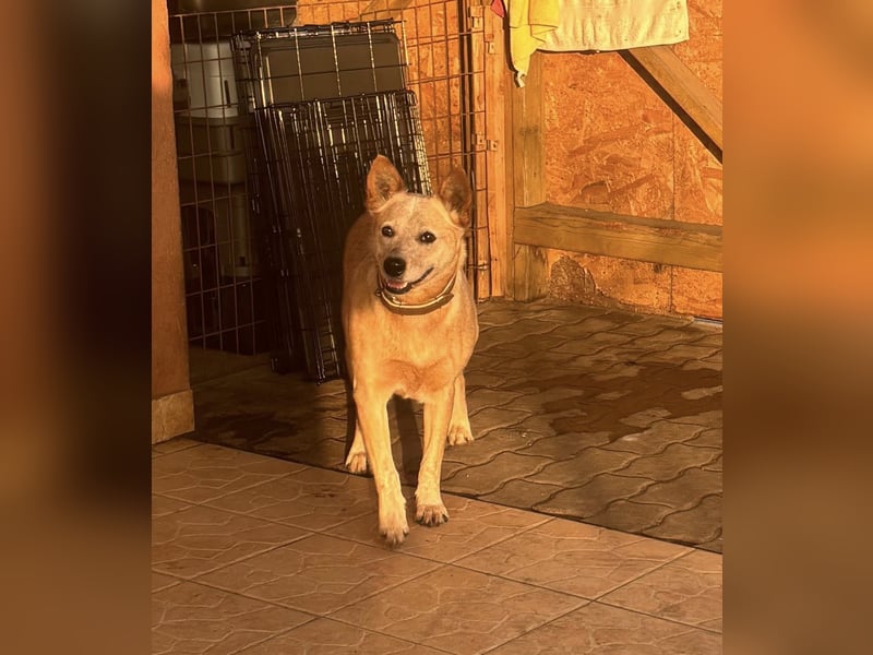 Kelly, geboren 16.05.2023, 48cm sucht ihr Körbchen