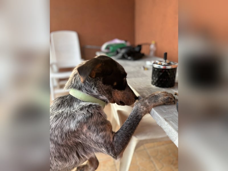 Anton, geboren 22.01.2022, 50cm sucht seine Menschen