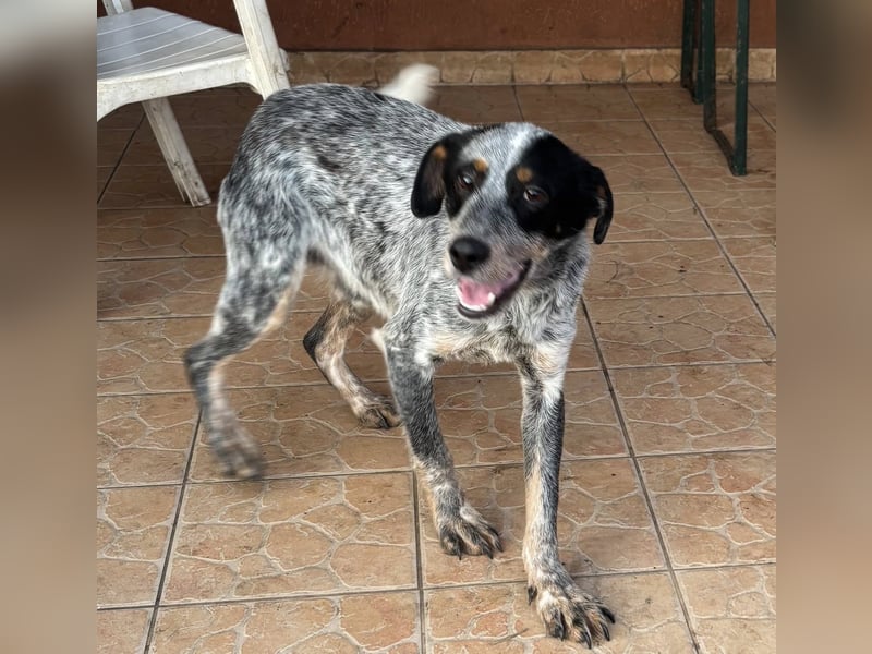 Anton, geboren 22.01.2022, 50cm sucht seine Menschen