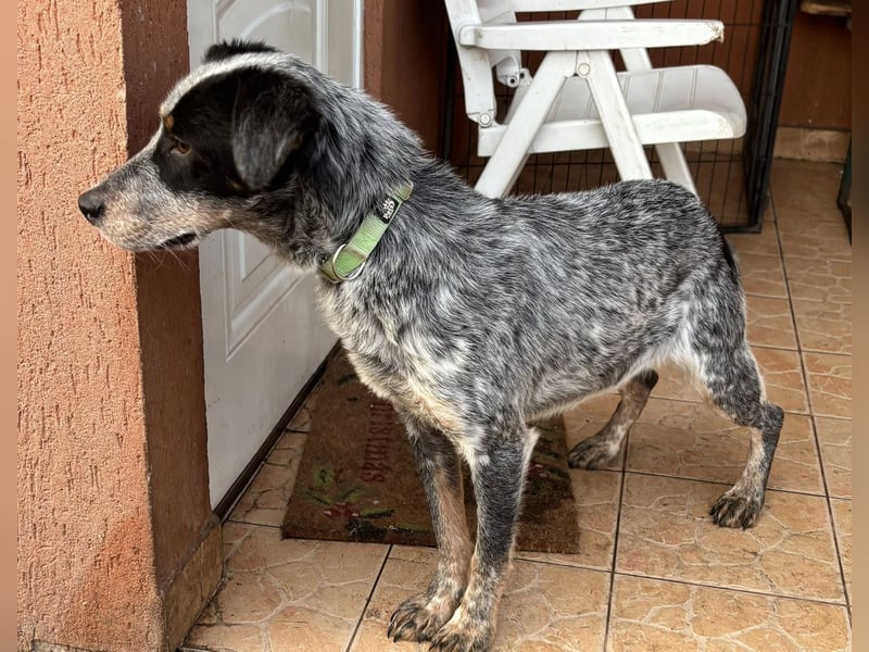 Anton, geboren 22.01.2022, 50cm sucht seine Menschen